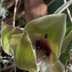 Chiloglottis valida (Large Bird Orchid) at Bondo State Forest - 7 Oct 2023 by Tapirlord