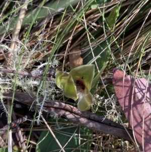 Chiloglottis valida at Bondo State Forest - suppressed