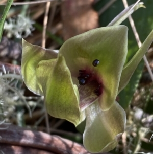 Chiloglottis valida at Bondo State Forest - suppressed