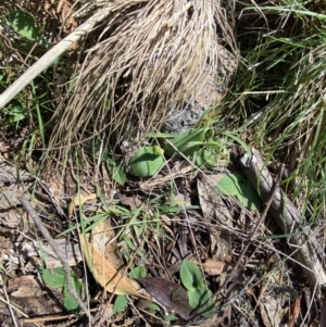 Chiloglottis valida at Bondo State Forest - suppressed