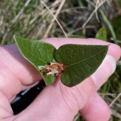 Platylobium montanum subsp. montanum (Mountain Flat Pea) at Brindabella, NSW - 6 Oct 2023 by Tapirlord