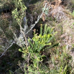 Epacris breviflora at Bondo State Forest - 7 Oct 2023 10:06 AM