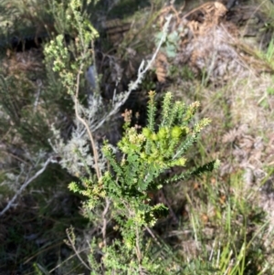 Epacris breviflora at Bondo State Forest - 7 Oct 2023 10:06 AM