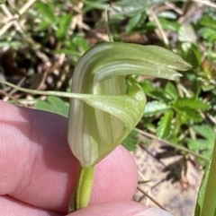 Pterostylis alpina (Mountain Greenhood) at Brindabella, NSW - 6 Oct 2023 by Tapirlord