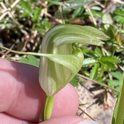 Pterostylis alpina (Mountain Greenhood) at Bondo State Forest - 7 Oct 2023 by Tapirlord