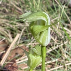 Pterostylis alpina at Bondo State Forest - 7 Oct 2023