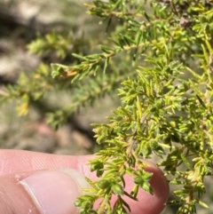 Dillwynia phylicoides (A Parrot-pea) at Bondo State Forest - 6 Oct 2023 by Tapirlord