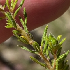 Dillwynia phylicoides at Bondo State Forest - 7 Oct 2023 09:56 AM