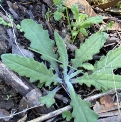 Senecio prenanthoides (Common Forest Fireweed) at Bondo State Forest - 6 Oct 2023 by Tapirlord