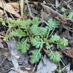 Leptinella filicula (Mountain Cotula) at Bondo State Forest - 6 Oct 2023 by Tapirlord