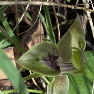 Chiloglottis valida at Bondo State Forest - suppressed