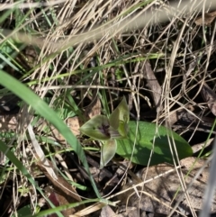 Chiloglottis valida at Bondo State Forest - suppressed