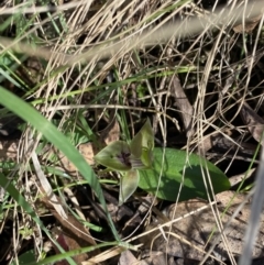 Chiloglottis valida at Bondo State Forest - suppressed