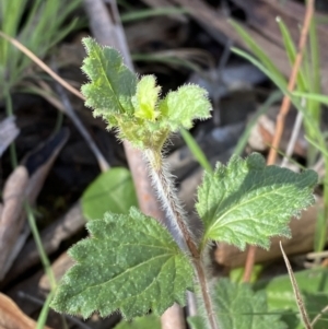 Veronica calycina at Bondo State Forest - 7 Oct 2023