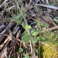 Veronica calycina at Bondo State Forest - 7 Oct 2023