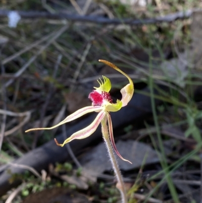 Caladenia parva (Brown-clubbed Spider Orchid) at Brindabella, NSW - 7 Oct 2023 by Tapirlord