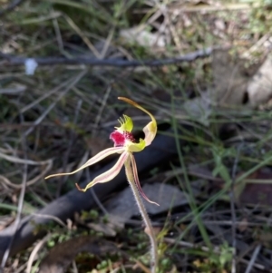 Caladenia parva at Brindabella, NSW - suppressed