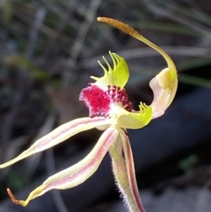 Caladenia parva at Brindabella, NSW - suppressed