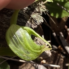 Pterostylis nutans (Nodding Greenhood) at Brindabella, NSW - 6 Oct 2023 by Tapirlord