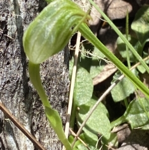 Pterostylis nutans at Brindabella, NSW - 7 Oct 2023