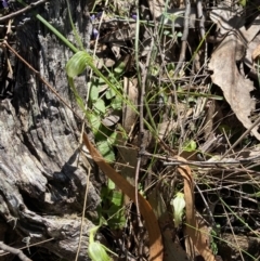 Pterostylis nutans at Brindabella, NSW - 7 Oct 2023