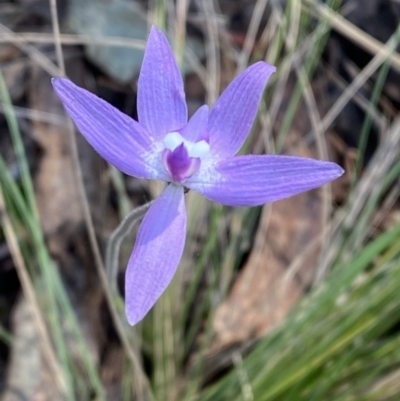 Glossodia major (Wax Lip Orchid) at Brindabella, NSW - 6 Oct 2023 by Tapirlord