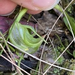 Pterostylis nutans (Nodding Greenhood) at Brindabella, NSW - 6 Oct 2023 by Tapirlord