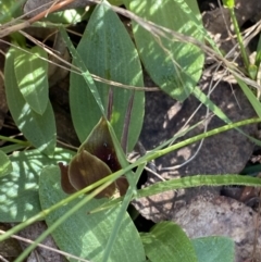 Chiloglottis valida at Brindabella, NSW - suppressed