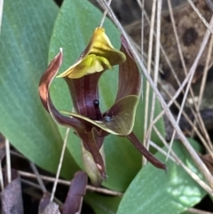 Chiloglottis valida at Brindabella, NSW - suppressed