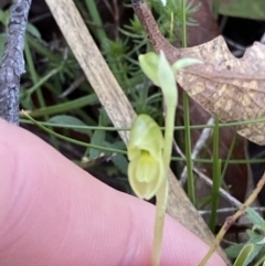 Hymenochilus muticus (Midget Greenhood) at Brindabella, NSW - 6 Oct 2023 by Tapirlord