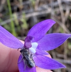 Glossodia major (Wax Lip Orchid) at Brindabella, NSW - 6 Oct 2023 by Tapirlord