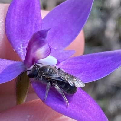 Lasioglossum (Chilalictus) sp. (genus & subgenus) (Halictid bee) at Brindabella, NSW - 6 Oct 2023 by Tapirlord