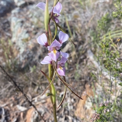 Diuris punctata var. punctata (Purple Donkey Orchid) at Mount Ainslie - 6 Oct 2023 by Tapirlord