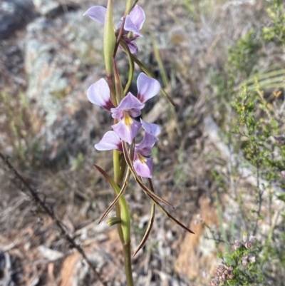 Diuris punctata (Purple Donkey Orchid) by Tapirlord