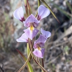 Diuris punctata var. punctata at suppressed - 6 Oct 2023