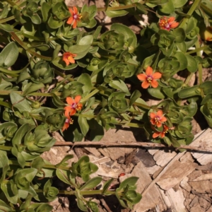 Lysimachia arvensis at Lake Burley Griffin West - 3 Nov 2023