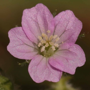 Geranium gardneri at Lake Burley Griffin West - 3 Nov 2023