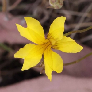 Goodenia hederacea subsp. hederacea at Lake Burley Griffin West - 3 Nov 2023