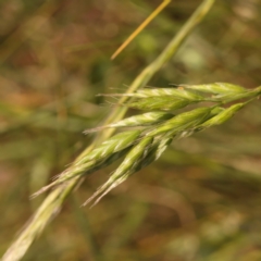 Bromus hordeaceus (A Soft Brome) at Lake Burley Griffin West - 3 Nov 2023 by ConBoekel