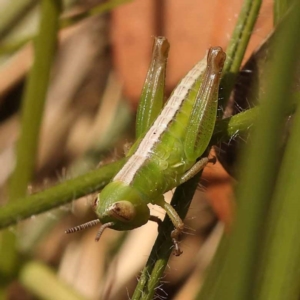 Praxibulus sp. (genus) at Blue Gum Point to Attunga Bay - 3 Nov 2023