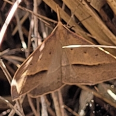 Epidesmia hypenaria (Long-nosed Epidesmia) at Bruce Ridge to Gossan Hill - 8 Nov 2023 by trevorpreston