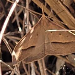 Epidesmia hypenaria at Flea Bog Flat, Bruce - 8 Nov 2023