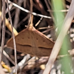 Epidesmia hypenaria at Flea Bog Flat, Bruce - 8 Nov 2023 01:13 PM