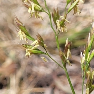 Festuca arundinacea at Flea Bog Flat, Bruce - 8 Nov 2023