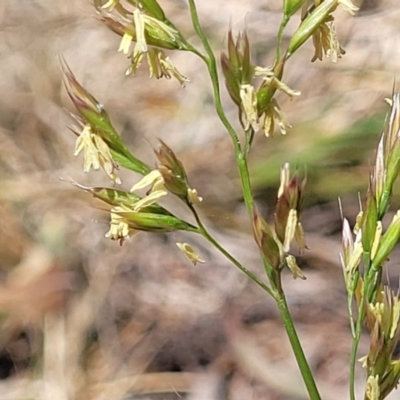 Festuca arundinacea (Tall Fescue) at Bruce Ridge to Gossan Hill - 8 Nov 2023 by trevorpreston