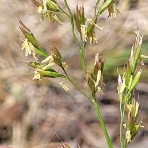 Festuca arundinacea at Flea Bog Flat, Bruce - 8 Nov 2023