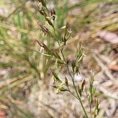 Festuca arundinacea at Flea Bog Flat, Bruce - 8 Nov 2023