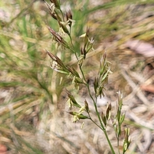 Lolium arundinaceum at Flea Bog Flat, Bruce - 8 Nov 2023