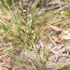 Festuca arundinacea at Flea Bog Flat, Bruce - 8 Nov 2023