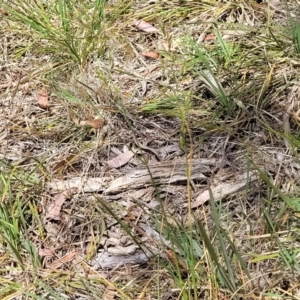 Lolium arundinaceum at Flea Bog Flat, Bruce - 8 Nov 2023 01:12 PM